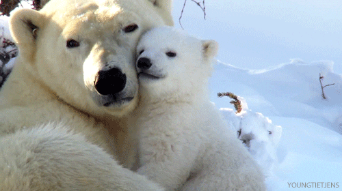 polar bear